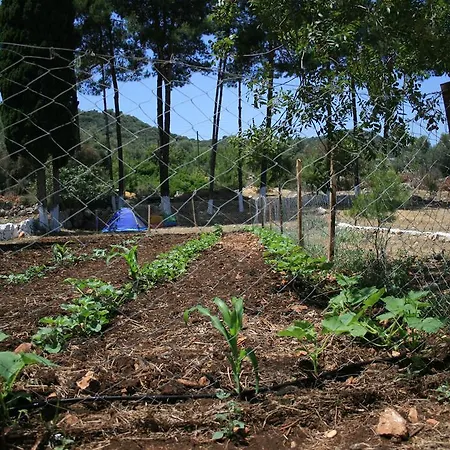 לינה וארוחת בוקר Delos קס