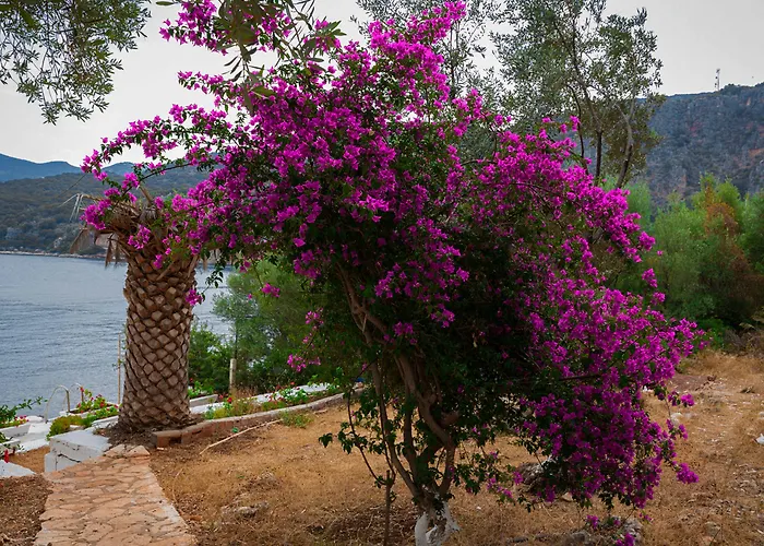 Delos Bed & Breakfast *